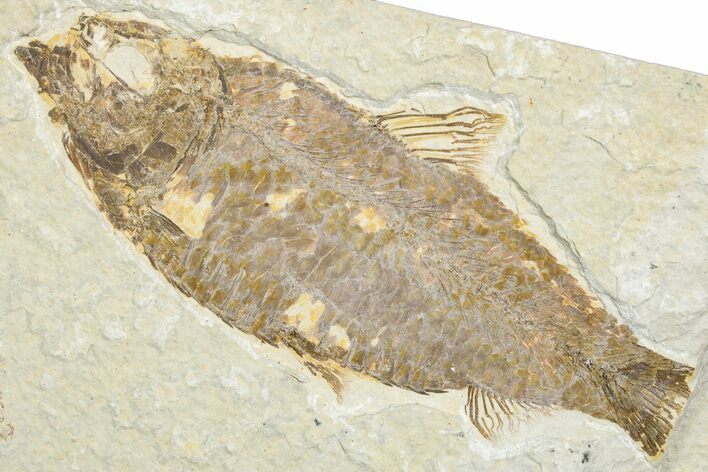 Bargain, Fossil Fish (Knightia) - Wyoming #346025